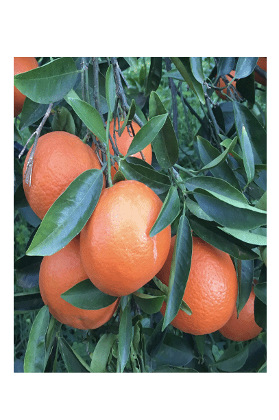 Clementine Nova (al momento fuori stagione)